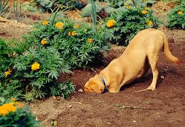 pies podkopuje ogrodzenie