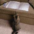 jak oduczyć kota wchodzenia na kanapę?